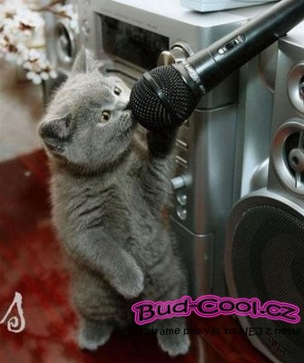 Kočka zpěvák