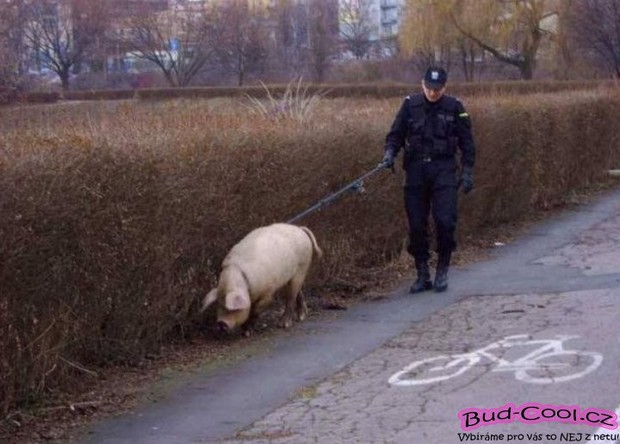 Policajt venčí čuníka