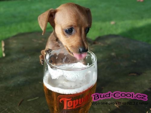 Pes a pivo