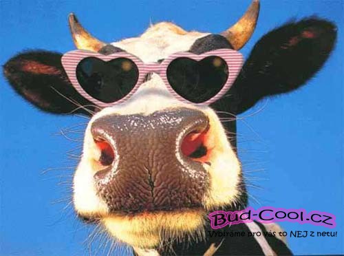 Cool kráva