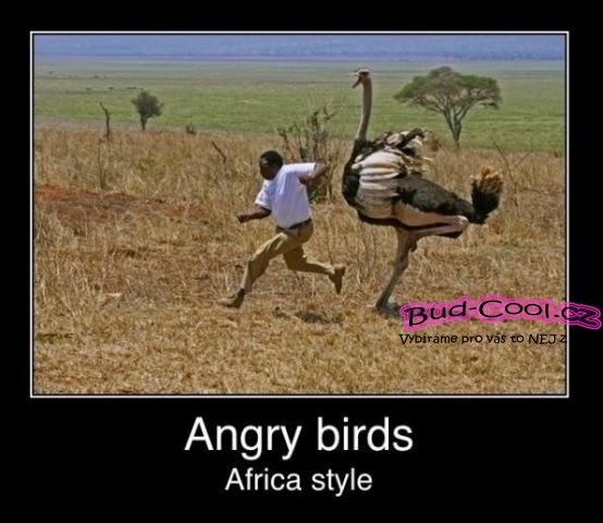 Angry Birds Africa